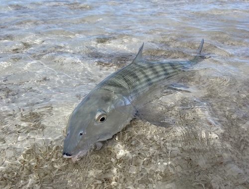 I’d rather fish, travel, dote on my grandkids...