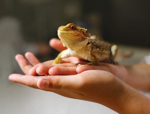 Send Us Your Pet Photos