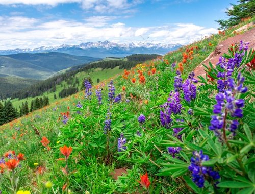 AQI Operations & Compliance