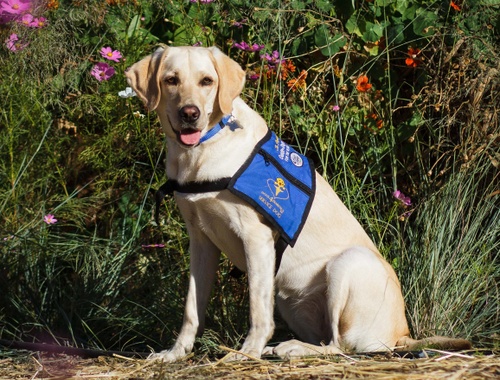 Dogs4Diabetics