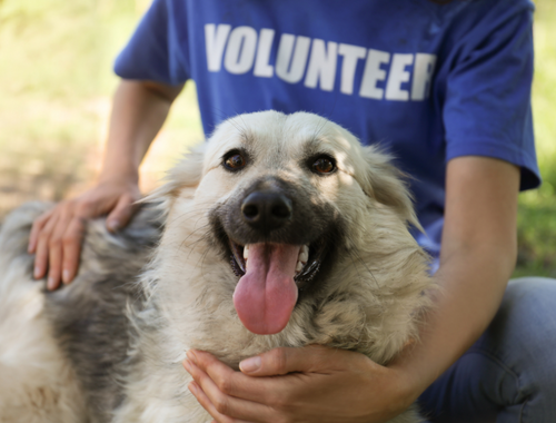 Charleston Animal Society