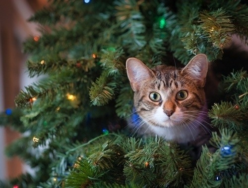 You think he will see me in here?