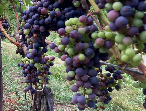 I own a company, and...