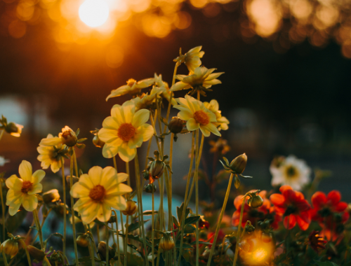 The Seeds of Economic Growth