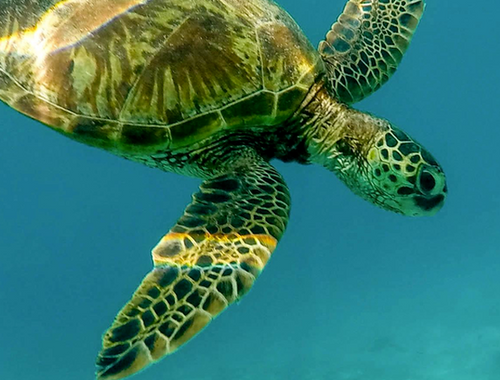 Sea Turtle in Water