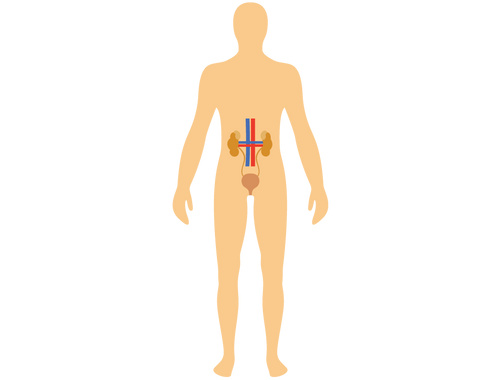 Renal System