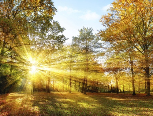 sun beams penetrating through trees in a forest in autumn
