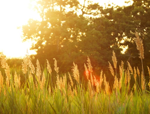 Estate & Legacy Planning