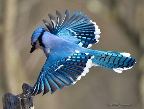 Blue Jay in flight