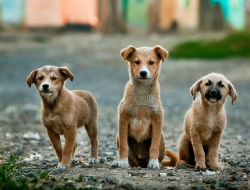 Humane Animal Welfare Society