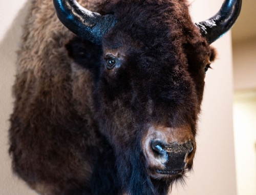 Buffaloes move together.