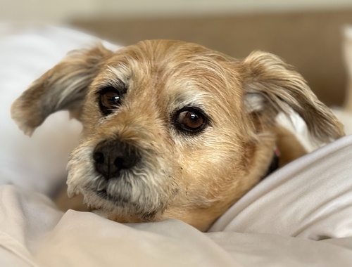 My name is Brian Schneider