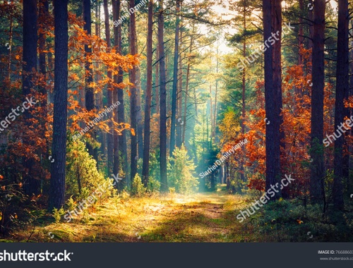 Investment Management Services