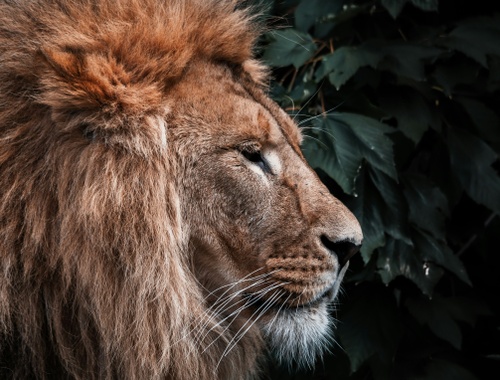 My 5 minutes of fame! - Michelle from Rare Lion