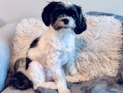 Nala - Marketing assistant