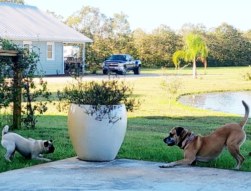 Dogs can play "Cat & Mouse too!"