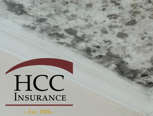 Does Homeowners Insurance Cover Mold?