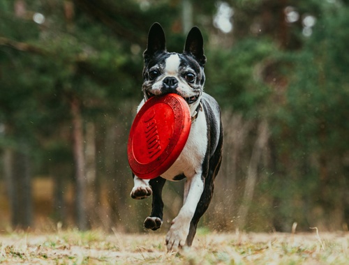 Pet-Centric Giveaways