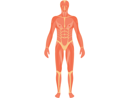 Muscular System