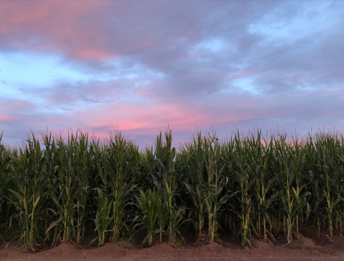 Farmers & Ranchers: Cultivate Financial Stability