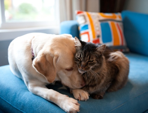 Humane Society of Greater Dayton