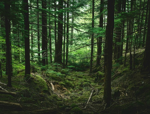 Forest Products