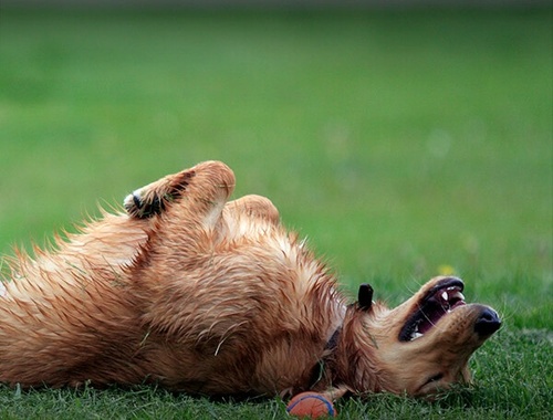 What's So Great About A Rollover?