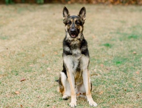 Zeus