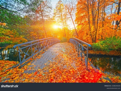 Financial Management Consulting 