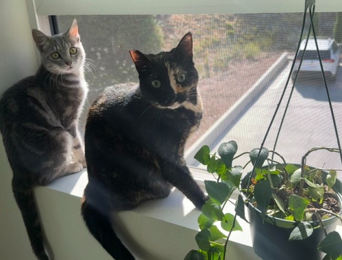 Noah's cats Chamomile and Cinnamon enjoy their new home