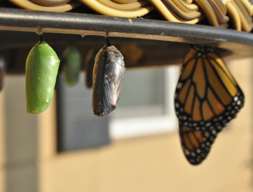 Step 3- Implementation: Self-guided or Partner with Us