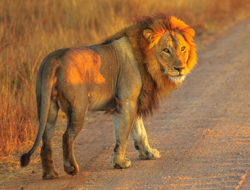 Stop looking for lions