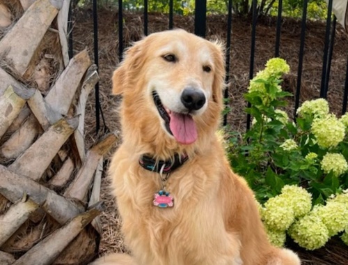 Gracie