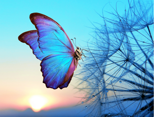 Life's Final Chapter: Planning with Care