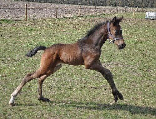 Baby Siro in the Netherlands