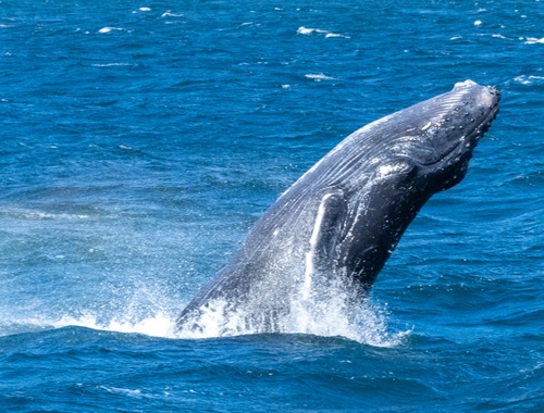 Maui Humpback Season