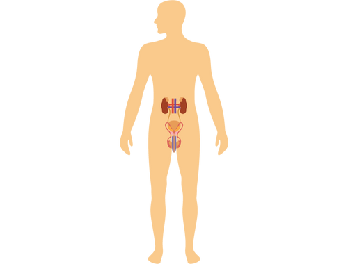 Reproductive System