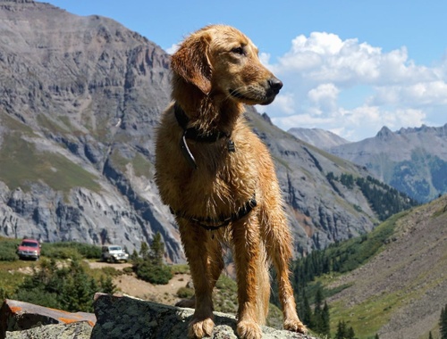 Timber