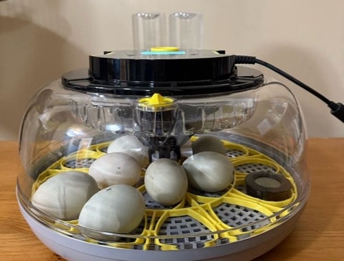 Incubate
