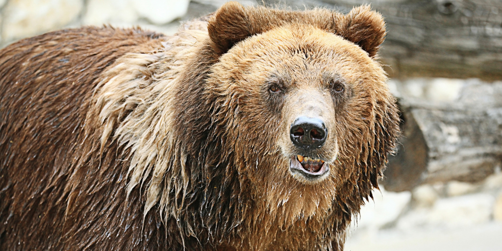 What You Need To Know About Recessions And Bear Markets