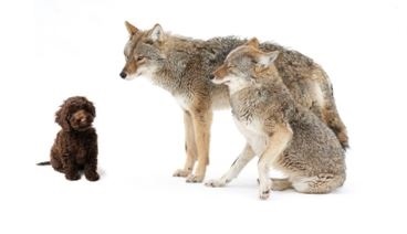When Coyotes Howl--Are You Ready? | Keith Piscitello at S2 Wealth