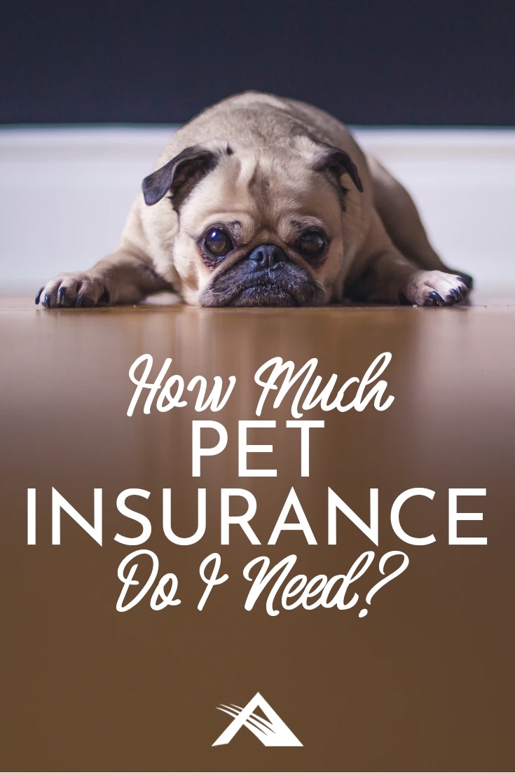 How Much Pet Insurance Do I Need? Advantage Insurance Solutions
