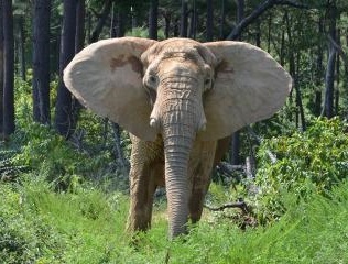 The Elephant Sanctuary