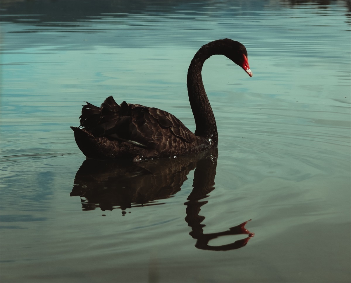 A New Black Swan Event Guidant Planning A new black swan event guidant planning