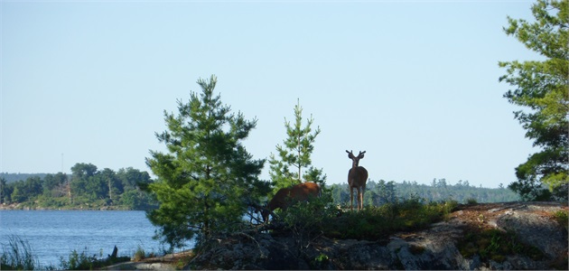 Island Deer