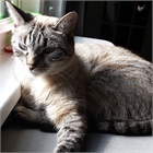 Omarius Cattingsworth