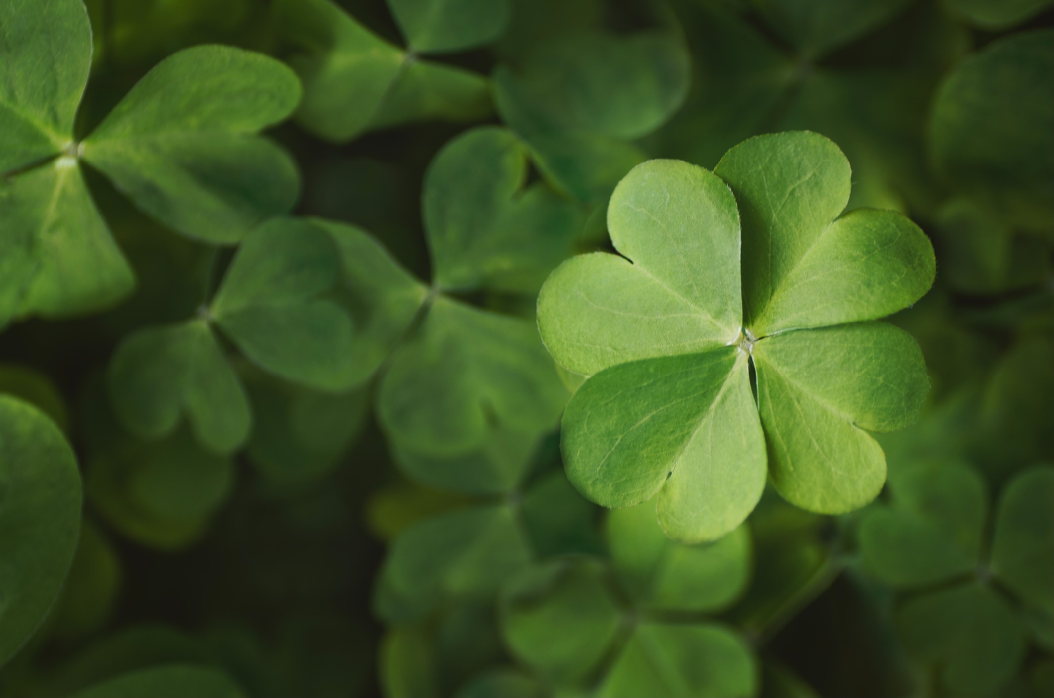 The Shamrock Difference 
