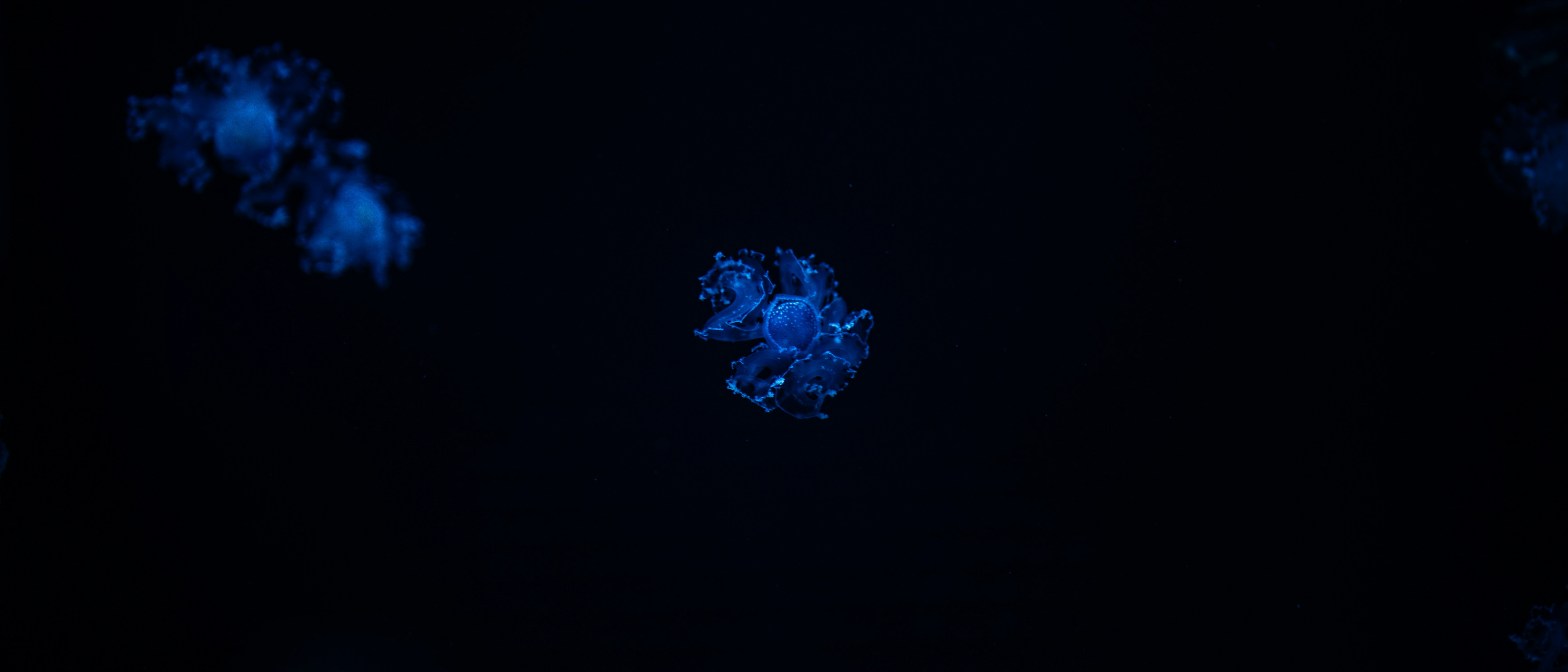 Blue Atom Capital