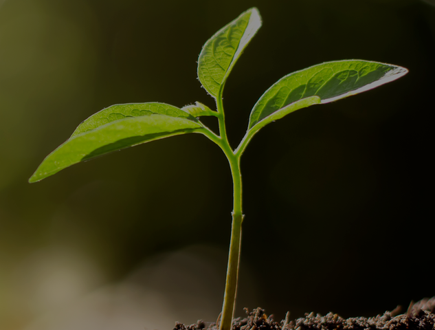 Small green plant growing from ground