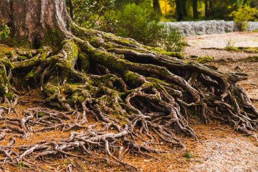 Deep Roots.